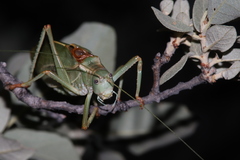 Paracyrtophyllus excelsus