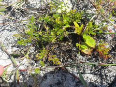 Dasispermum