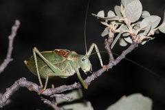 Paracyrtophyllus excelsus