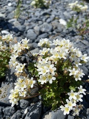 Romanzoffia sitchensis