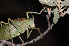 Paracyrtophyllus excelsus