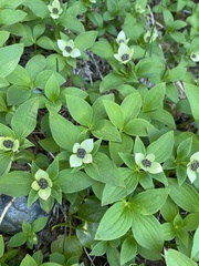 Cornus unalaschkensis