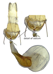 Tornos erectarius