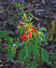 Dicliptera squarrosa