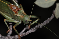 Paracyrtophyllus excelsus