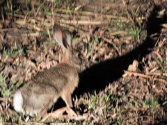 Lepus victoriae