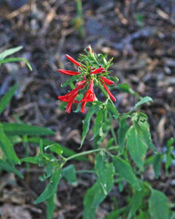 Dicliptera squarrosa
