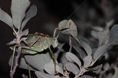 Paracyrtophyllus excelsus