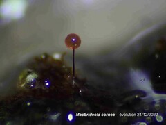 Macbrideola cornea