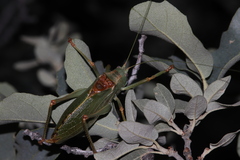 Paracyrtophyllus excelsus