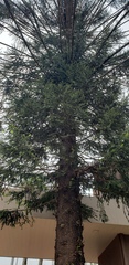 Araucaria angustifolia