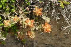 Castilleja mendocinensis