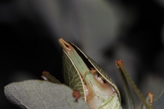 Paracyrtophyllus excelsus