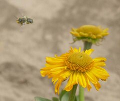Helenium bolanderi
