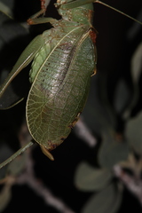 Paracyrtophyllus excelsus