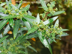 Pseudopanax linearis