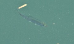 Alosa pseudoharengus