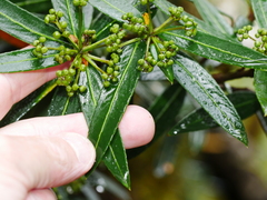 Pseudopanax linearis