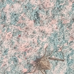 Sphenarium