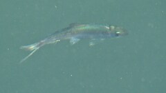 Alosa pseudoharengus