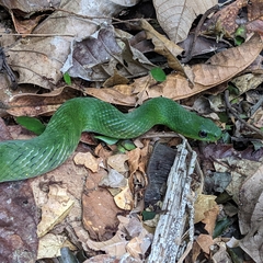 Erythrolamprus typhlus