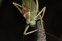 Paracyrtophyllus excelsus