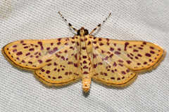 Polygrammodes eleuata