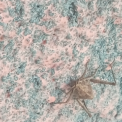 Sphenarium