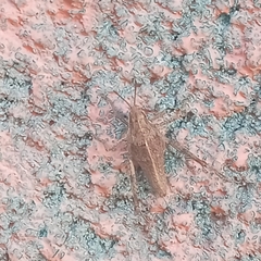 Sphenarium