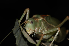 Paracyrtophyllus excelsus