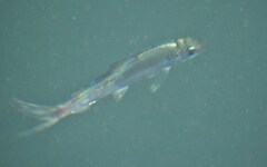 Alosa pseudoharengus