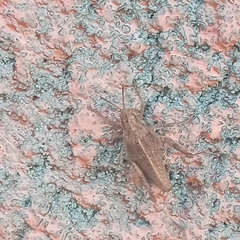 Sphenarium