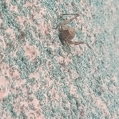 Sphenarium