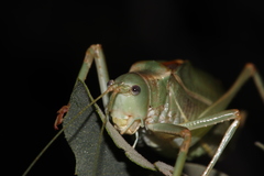 Paracyrtophyllus excelsus