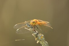 Sympetrum internum