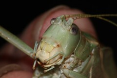 Paracyrtophyllus excelsus