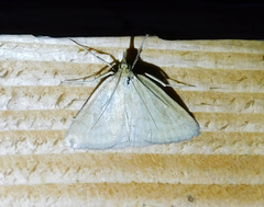 Psammotis pulveralis