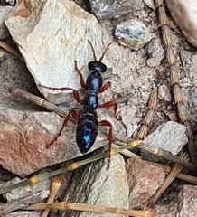 Diamma bicolor
