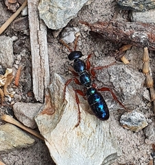 Diamma bicolor