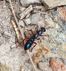 Diamma bicolor