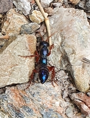 Diamma bicolor