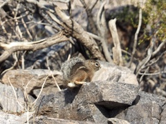 Ammospermophilus harrisii