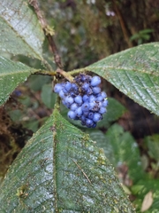 Palicourea pilosa
