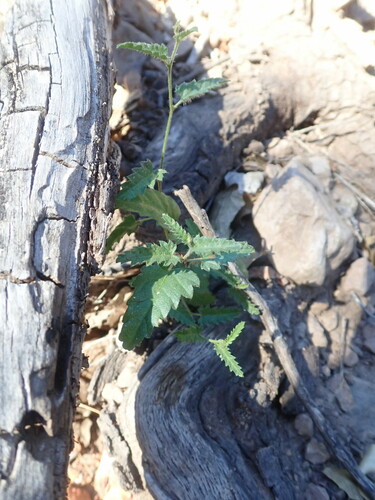 Tragia amblyodonta