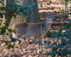 Odocoileus virginianus