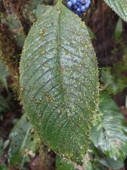 Palicourea pilosa