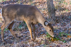 Odocoileus virginianus