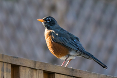 Turdus migratorius