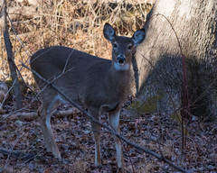 Odocoileus virginianus