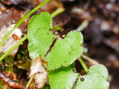 Corybas hypogaeus